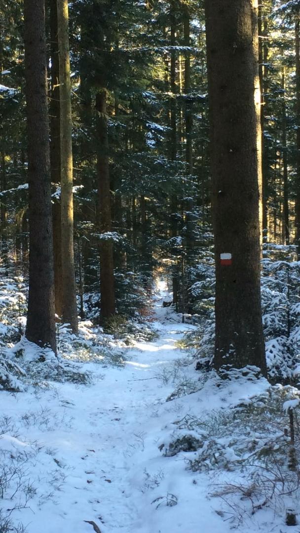 Landhotel Grosseiberhof Waldmünchen Buitenkant foto