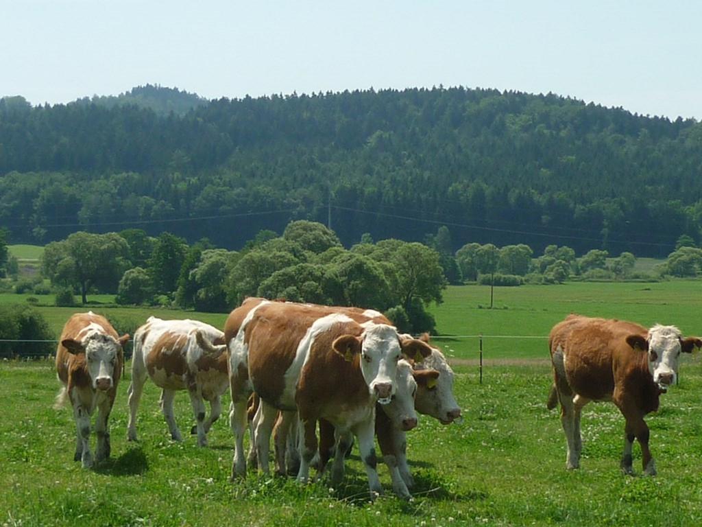 Landhotel Grosseiberhof Waldmünchen Buitenkant foto